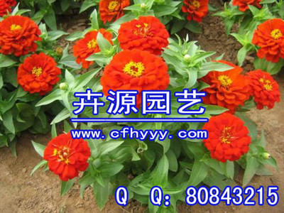 金盏菊种子直销全攻略 简单步骤打造绚丽花园 ——综合园艺产品种植详解