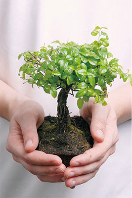 蓝海园艺 以匠心种植，守护每一株植物的生命之美