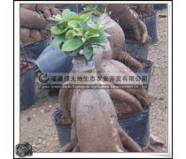 园艺产品种植指南 从零开始打造你的四季花园