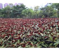 探访广州红背桂种植基地 龙海市东泗绿盈园艺场的产品宝库