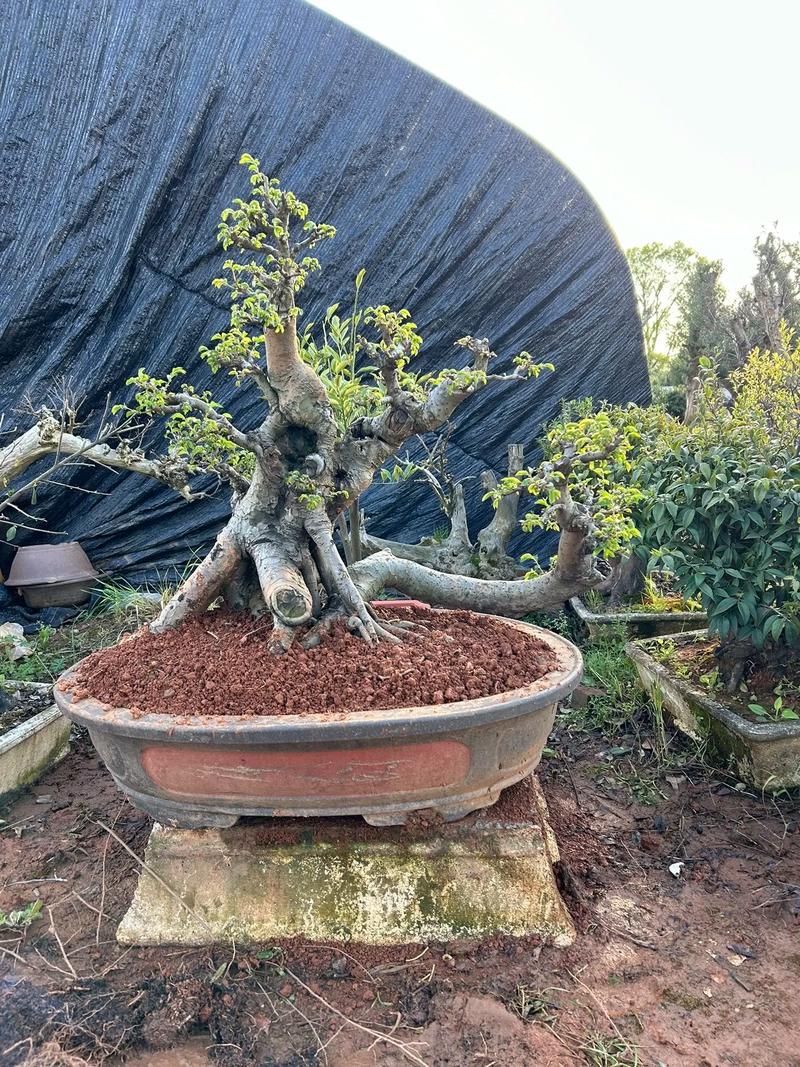 盆景 #老桩 #种植基地 #精品盆景 #园艺生活 六年时间 - 抖音