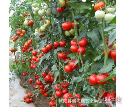 【苏之叶蔬菜种子番茄种子小西红柿圣女果番茄樱桃水果阳台种植盆栽】沭阳县新河镇苏之叶苗木场 - 产品库